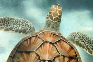 Discovery Cove Orlando Ticket Prices 2026