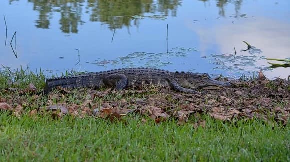 Florida State Symbols