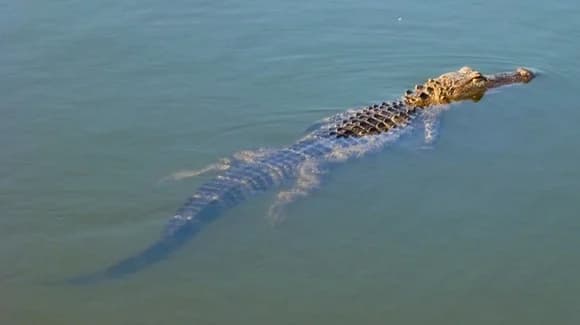 GatorWorld Parks of Florida in 2026: Still Closed and What to Do Instead