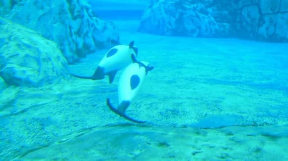 Aquatica Orlando Animals and Dolphin Experiences in 2026