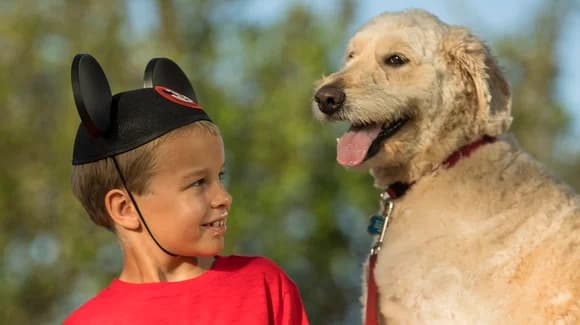 Dogs at Walt Disney World in 2026: Rules, Hotel Fees and Best Friends Options