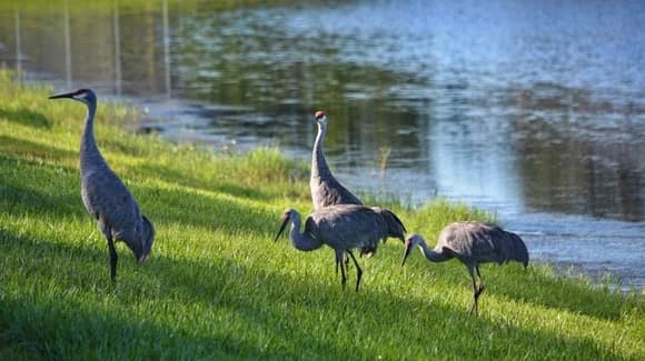 Nature Activities In Florida