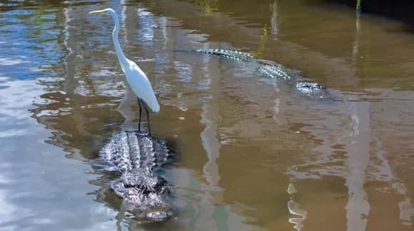 Buying Gatorland Trainer for a Day Tickets in 2026
