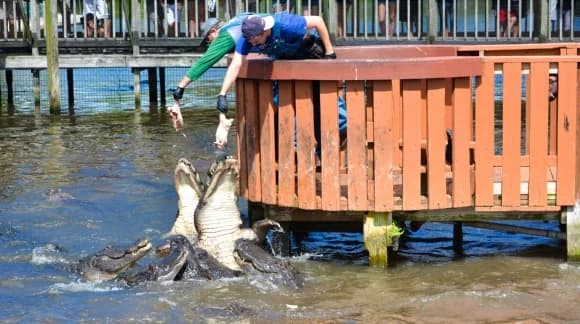 Buying Gatorland Florida Residents Tickets