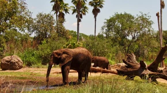 Disney's Animal Kingdom