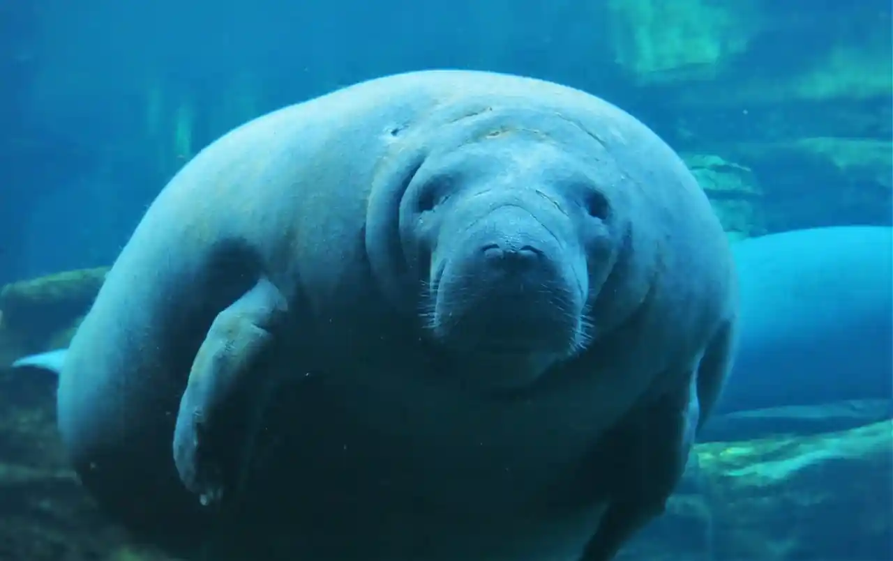 SeaWorld Orlando Guide for 2026