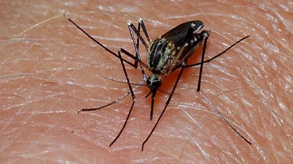 Mosquitoes in Florida