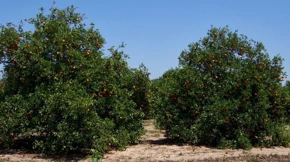 Central Florida & the East Coast