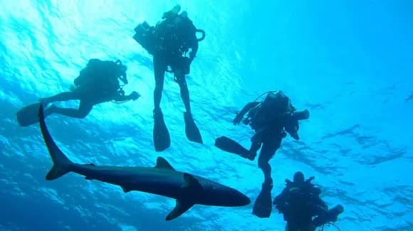 Shark Attacks off the Coast of Florida