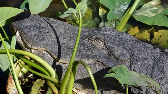 Florida Wildlife Parks Guide for 2026