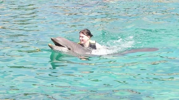 Discovery Cove Swim With Dolphins