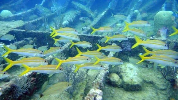 Wreck Diving In Florida