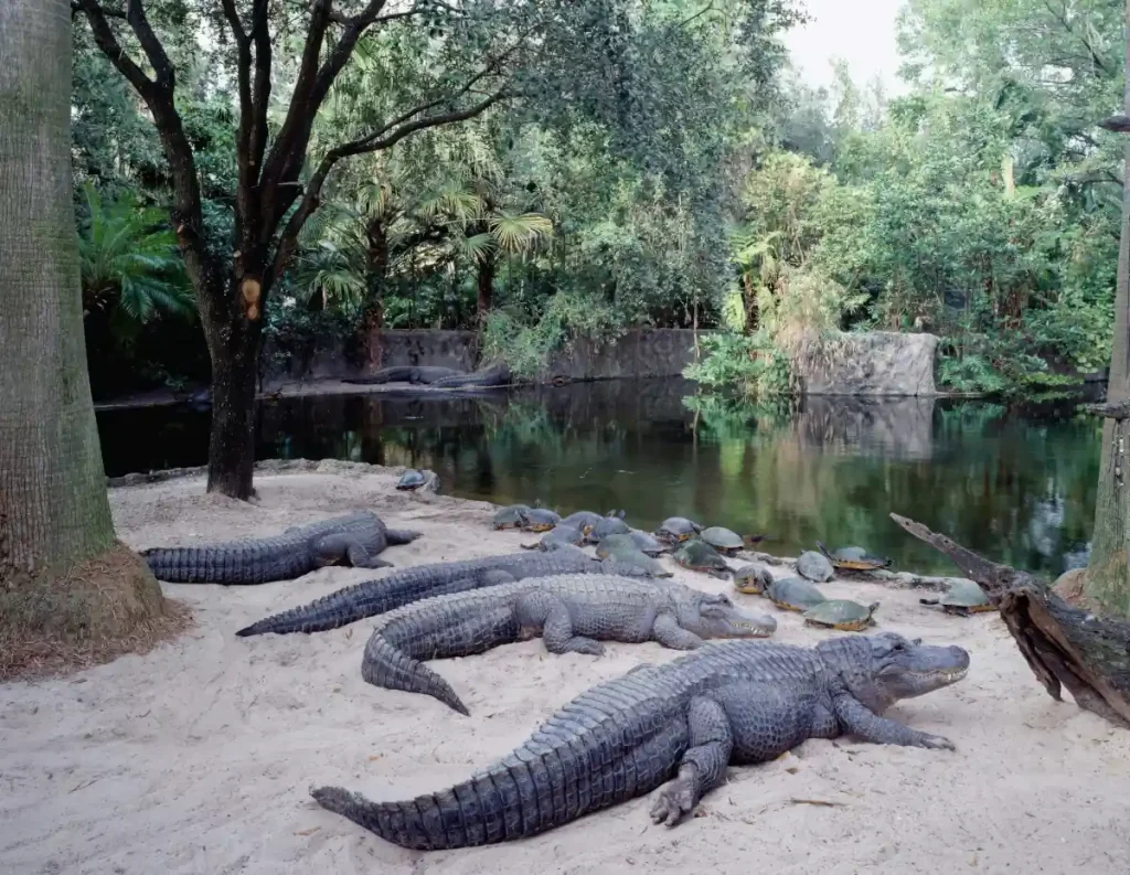 Alligators at Busch Gardens, Tampa Bay
