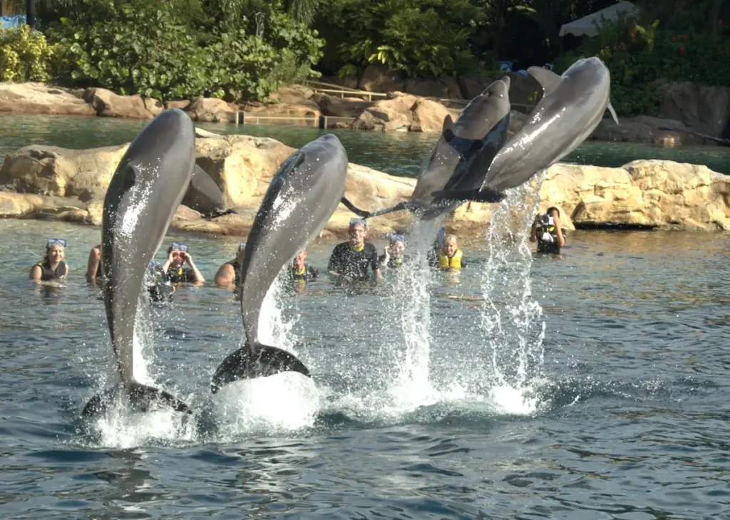 Dolphins at Discovery Cove