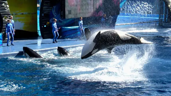 Orcas (killer whales) at SeaWorld