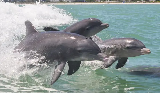 Dolphin Family [© CC BY-NC-ND 2.0 DMangus https://www.flickr.com/photos/danandkelly/]