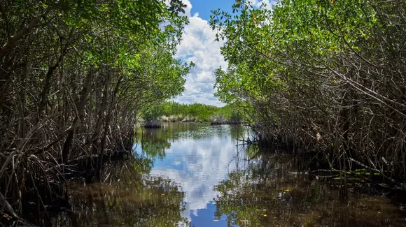 Everglades National Park [© CC BY-NC-ND 2.0 Vincent Lammin https://www.flickr.com/photos/vincentlammin/]