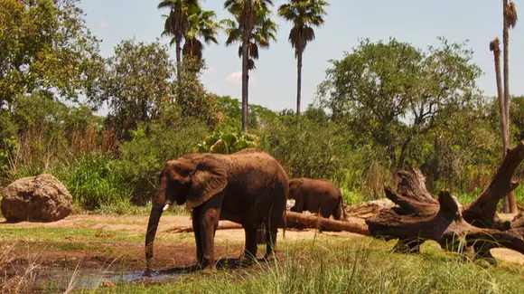 Elephants viewed from Kilimanjaro Safaris ride at Disney's Animal Kingdom