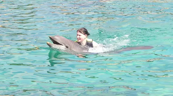 Hitching a ride, dolphin style