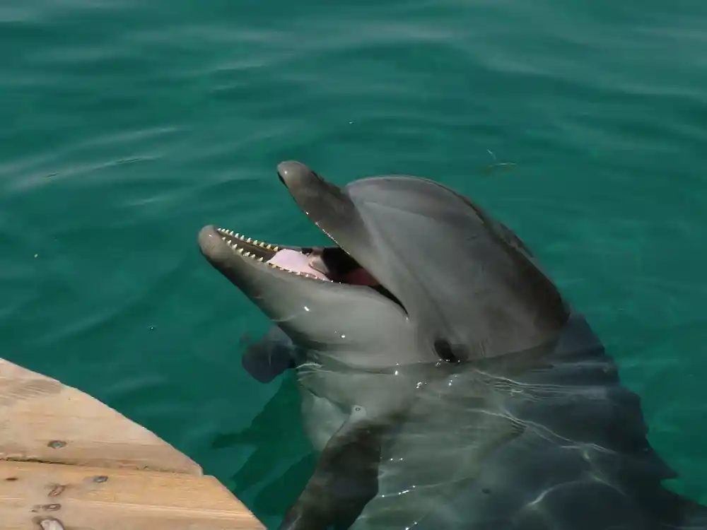 Dolphin petting