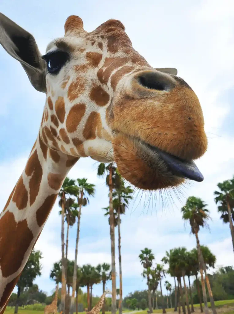 Busch Gardens animals Giraffe