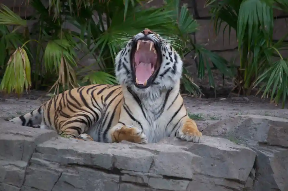Busch Gardens Tiger