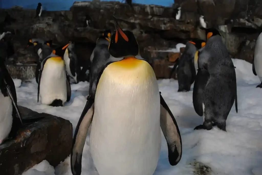 Penguins Seaworld