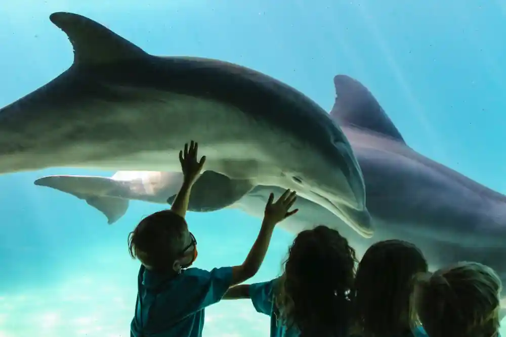 Seaworld Orlando Dolphins